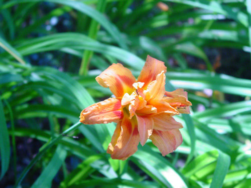 Daylily orange double